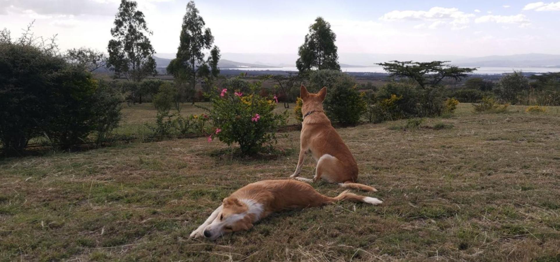 Homely Cottage Near Lake Naivasha, Elwai Visitor Centre Heni Village Exterior photo